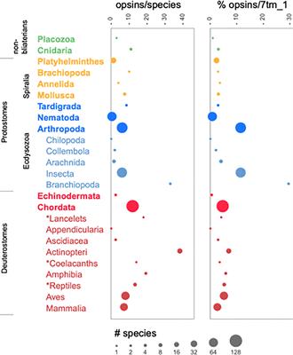 Taxonomic distribution of opsin families inferred from UniProt Reference Proteomes and a suite of opsin-specific hidden Markov models